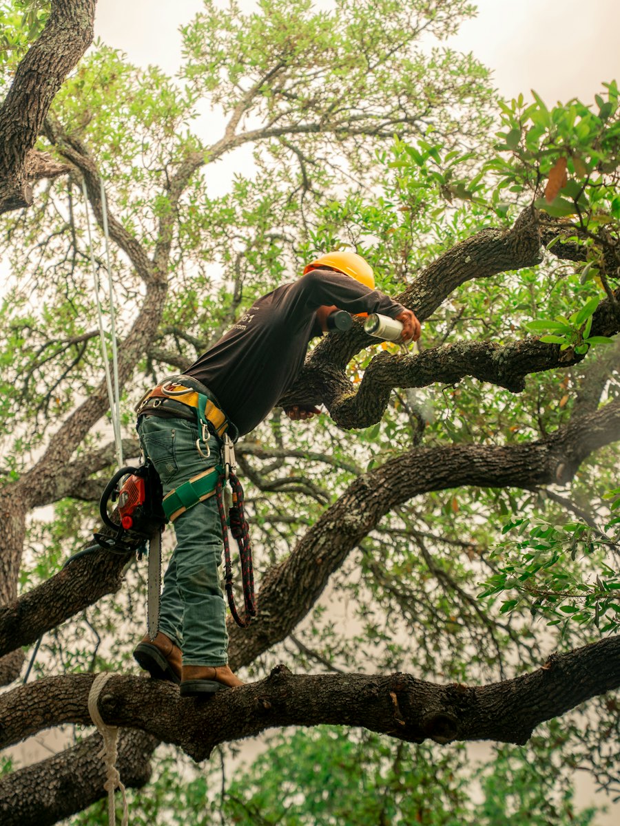 Arborist in a harness standing on a large branch