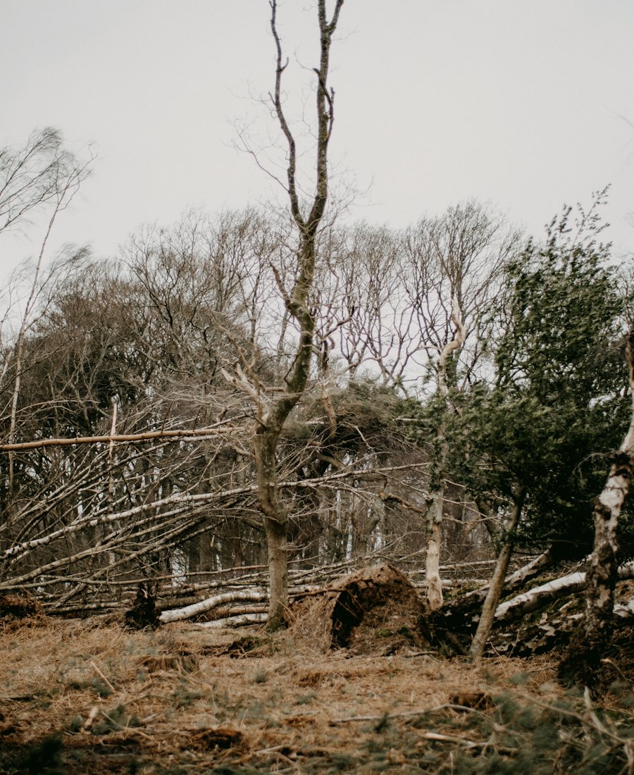 Overgrown wooded lot with fallen trees