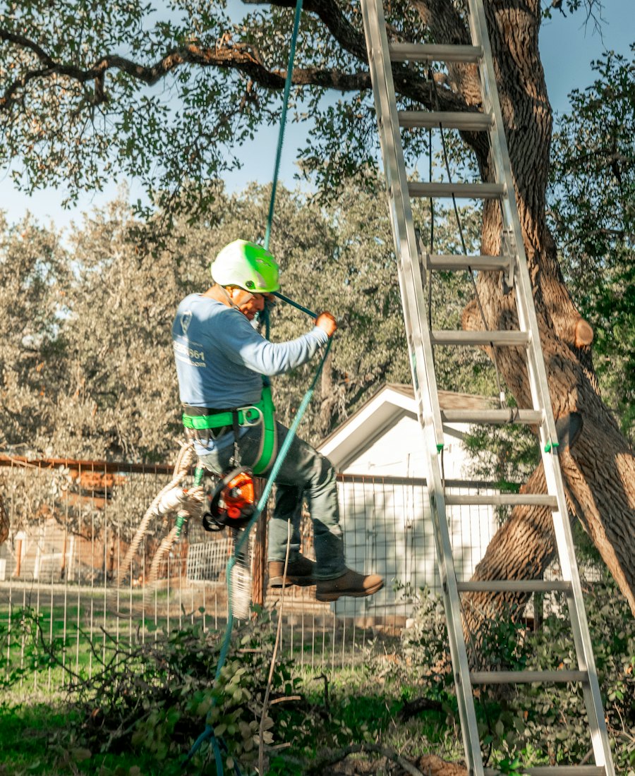 Arborist roped into a large tree beside a ladder