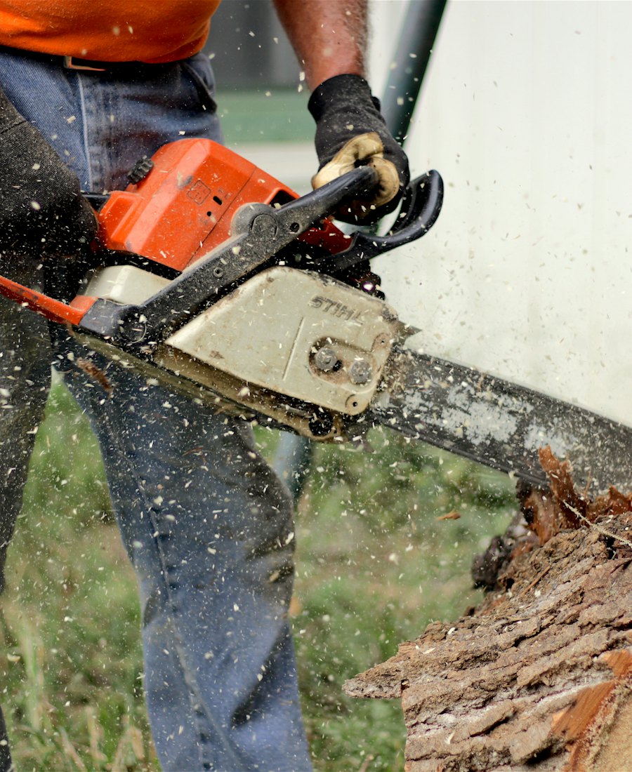 Chainsaw cutting through a tree trunk