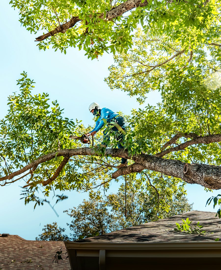 Arborist trimming branches high in a tree over a roof
